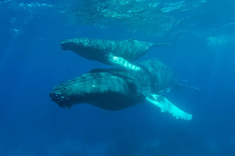 Follow the Big Fish: What Crypto Casino Whales Can Teach the Rest of Us About Smarter Betting